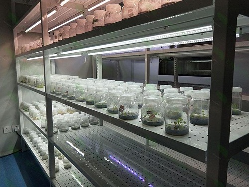 海东植物组织培养实验室设计建设方案